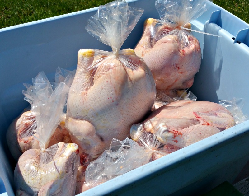 REALHAZEL_CAR's tweet photo. #GirlTalkZa Fresh Chicken, slaughtered, cleaned, packed &amp; delivered to you for FREE!

1 x Fresh Chick : R80
4 x Fresh Chicks : R300
6 x Fresh Chicks : R450
10 x Fresh Chicks : R700

📍Durban 

For More Info 

DM : @ChicksToti 
W/App: 064 006 8619

#GirlTalkZA | Sjava | #DJSBU https://t.co/DMRSoy2lDT