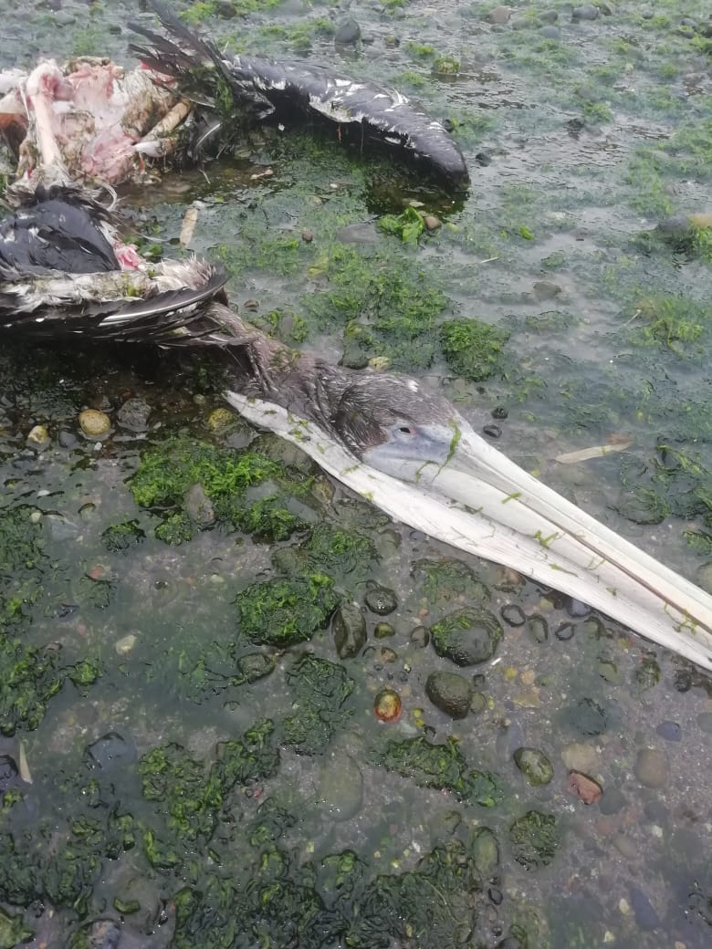 Fauna Accidentada Chiloé tweet media