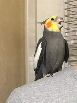 SlyPigeon tweet media