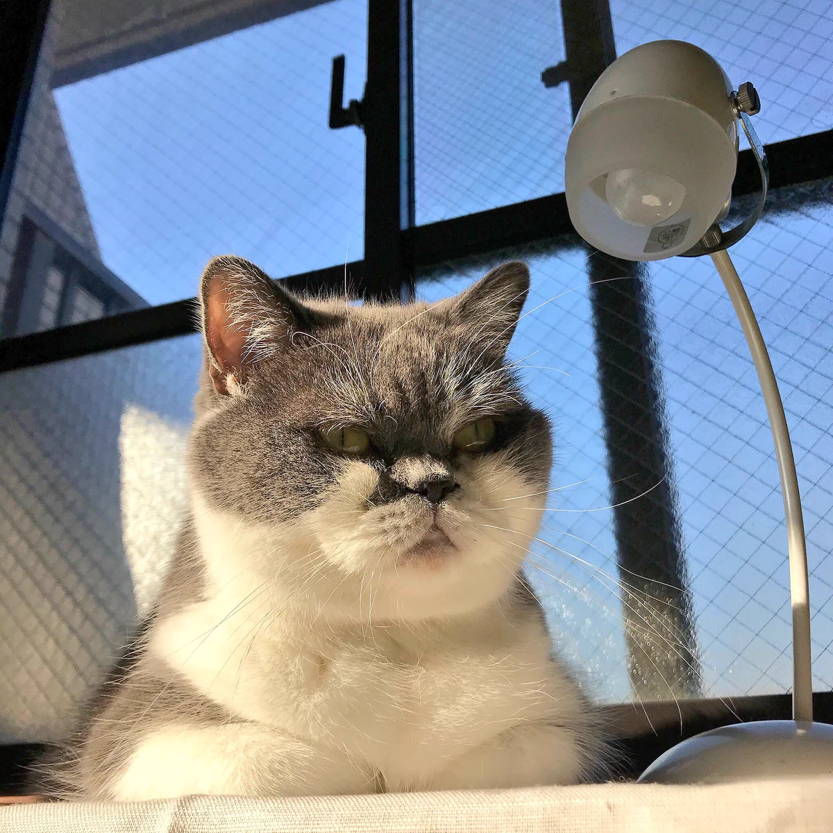電気スタンドが良く似合う！？熟練刑事（ねこ）！！