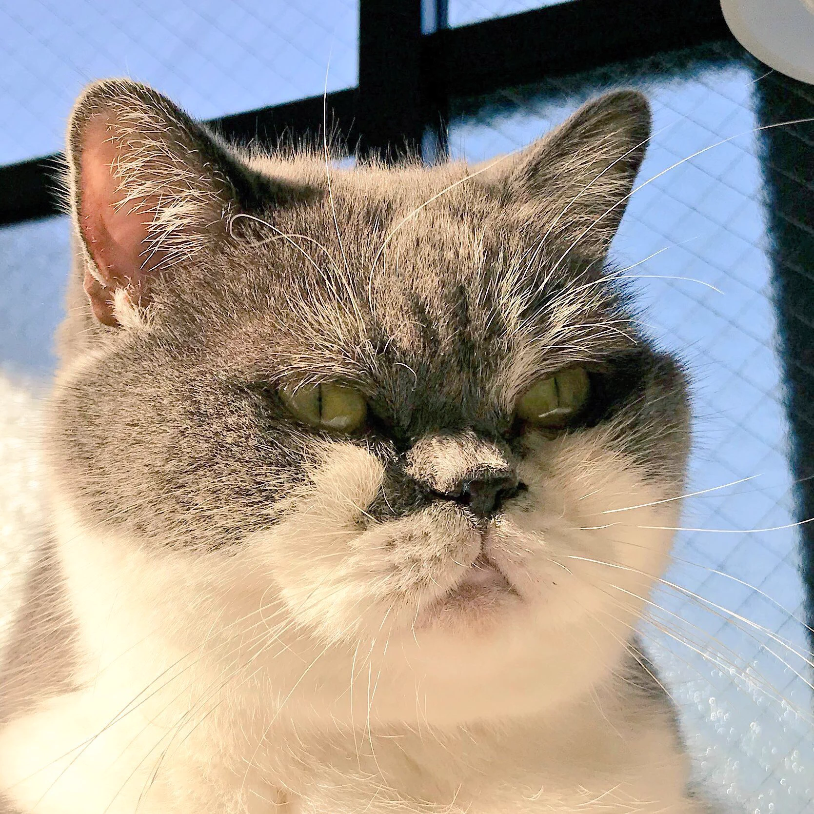 電気スタンドが良く似合う！？熟練刑事（ねこ）！！