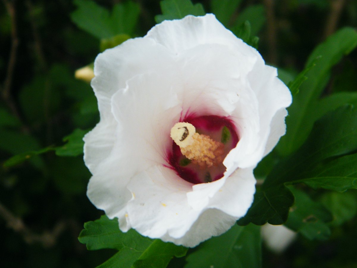  #GVRAT1000k say 119 ~thread~ Another sign that summer is pretty much over is our Rose of Sharon is blooming in our gardens. When all the other flowers are finishing off, the Rose of Sharon flowers strong. As long as we don't get an early frost, it will continue to do so.