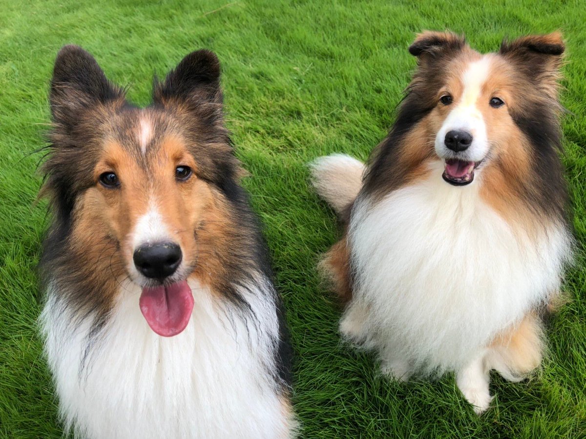 こんなに可愛い犬がいて良いんだろうか？
#シェルティ