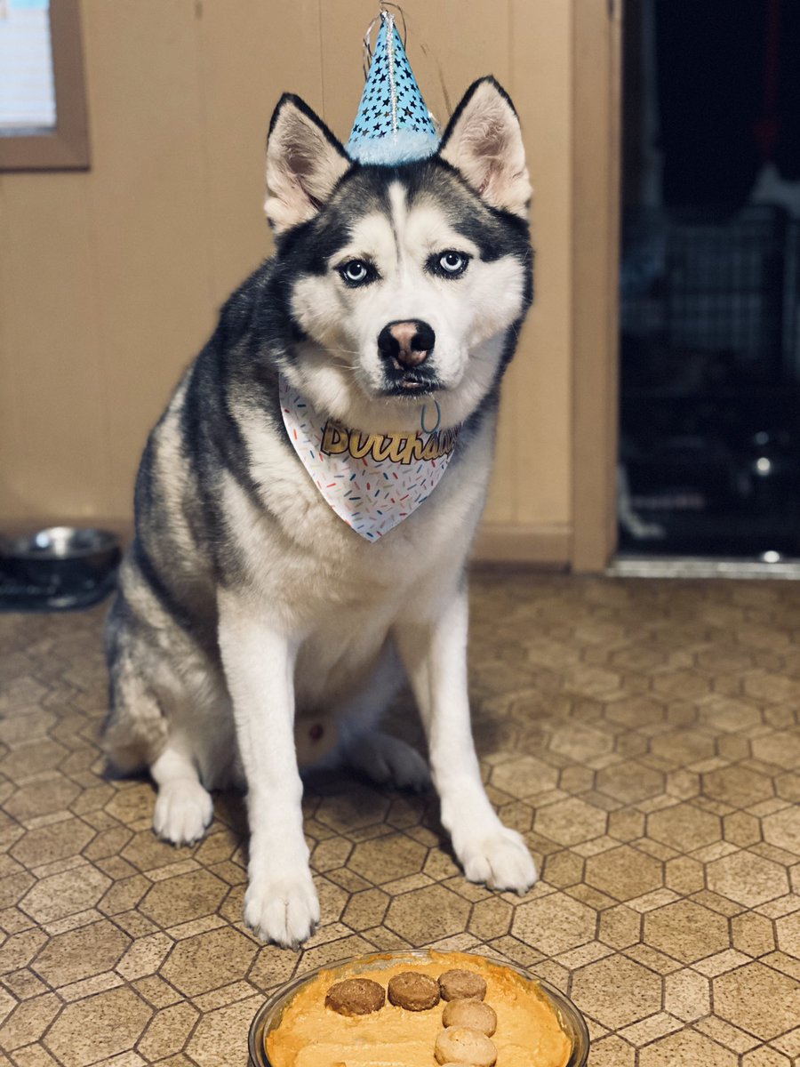 texashuskymom's tweet photo. Happy Birthday to my best boy! This year you are finally heartworm free and my heart could not be anymore full. Here’s to all our next adventures. I love you Maverick! 🐾💙🎉 https://t.co/7oWvKu57fY