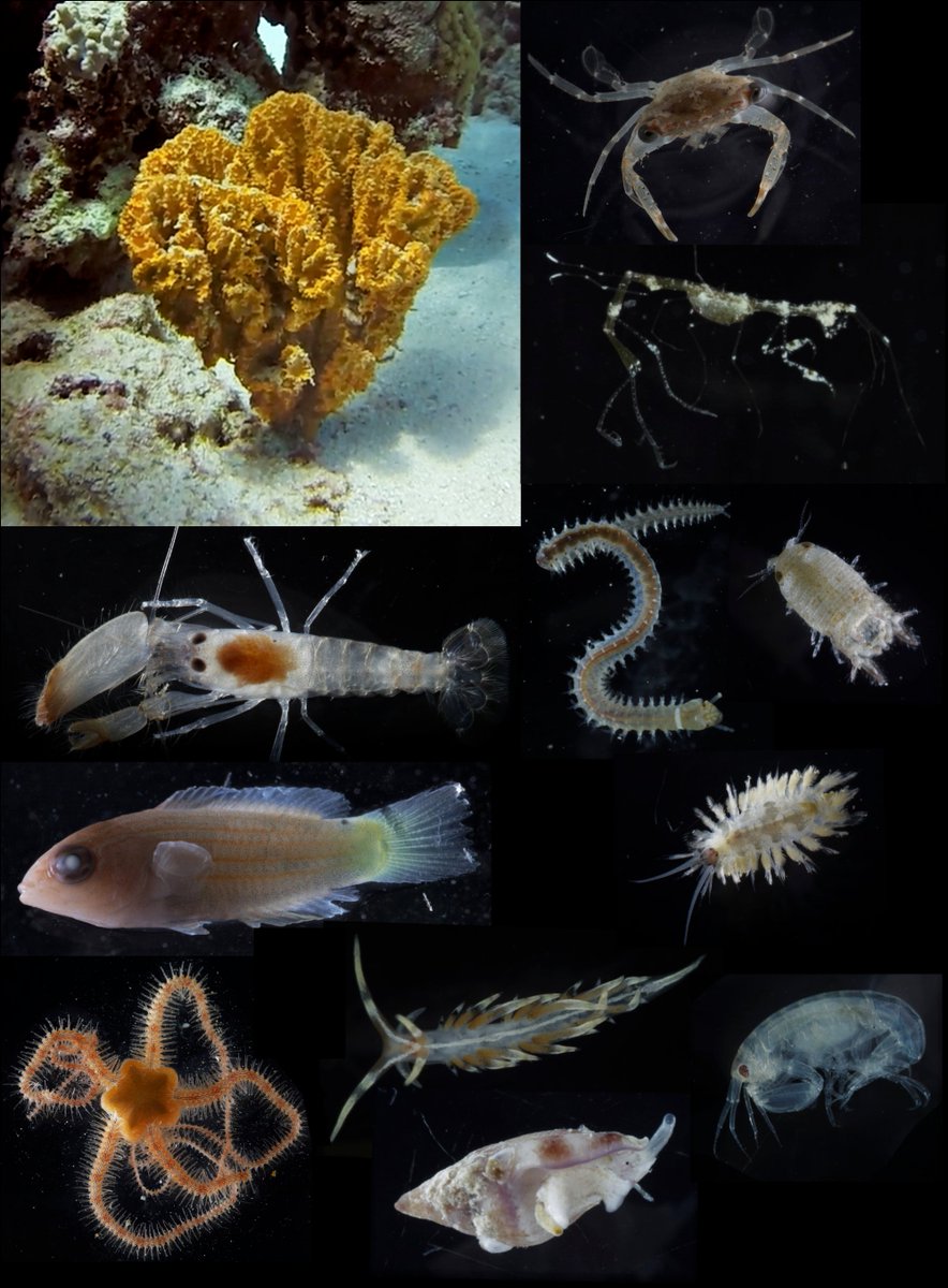 DiversityMDPI's tweet photo. #DiversityMDPI, #Hyperdiverse #Macrofauna Communities Associated with a Common Sponge, Stylissa carteri, Shift across #EcologicalGradients in the Central Red Sea, https://t.co/iuZ8XqmMfQ @UniLeidenNews https://t.co/8fbIud8BN5