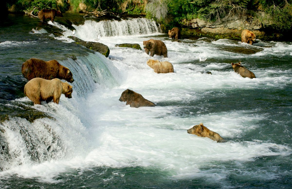 tiogatours's tweet photo. Alaska en Yukon liggen naast elkaar en zijn perfect te combineren voor een indrukwekkende rondreis met een echte wilderniservaring. Je kan hier onder andere het noorderlicht aanschouwen!

In onze nieuwe blog lees je onze top 10 bezienswaardigheden: https://t.co/lQ4Wp2l4dS https://t.co/B7BKyWA6io