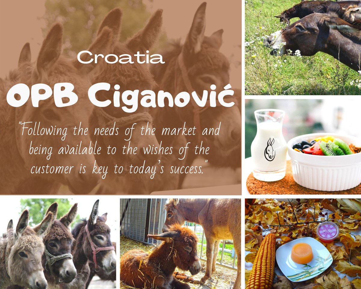 MILKed_project's tweet photo. OPB Ciganović is a really innovative dairy farm from 🇭🇷 &amp; #MILKed #CaseStudy . They produce DONKEY's milk and cosmetics out of it. They are also in the development of new products, such as chocolate🍫 and yogurt out of donkey’s milk. https://t.co/M4Geb5taie  #milk #donkeys #dairy https://t.co/TnpPWl77MR