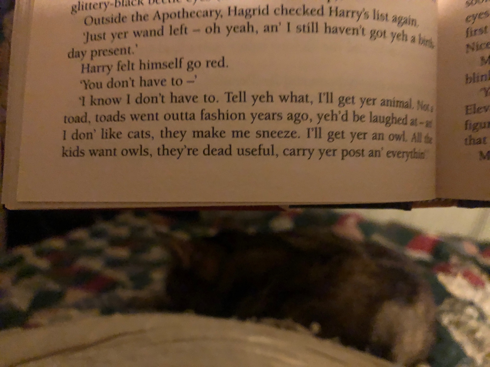 Make sure to name your cat before the Hagrid Scaredy-Cats SQ : r