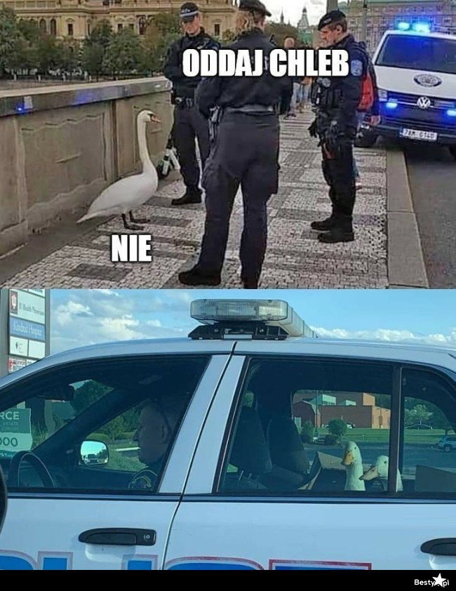 EgfUMlyU0AIwhhY?format=jpg&name=900x900