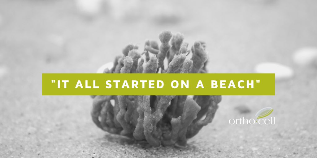 OrthocellLtd's tweet photo. Did you know that our #CelGro® device was originally inspired by the structure of a sea sponge? Now, it has evolved into a sophisticated device for #orthopaedic, reconstructive and surgical applications. $OCC #innovation #biotech #dental #nerverepair https://t.co/NNZYpqCfWA