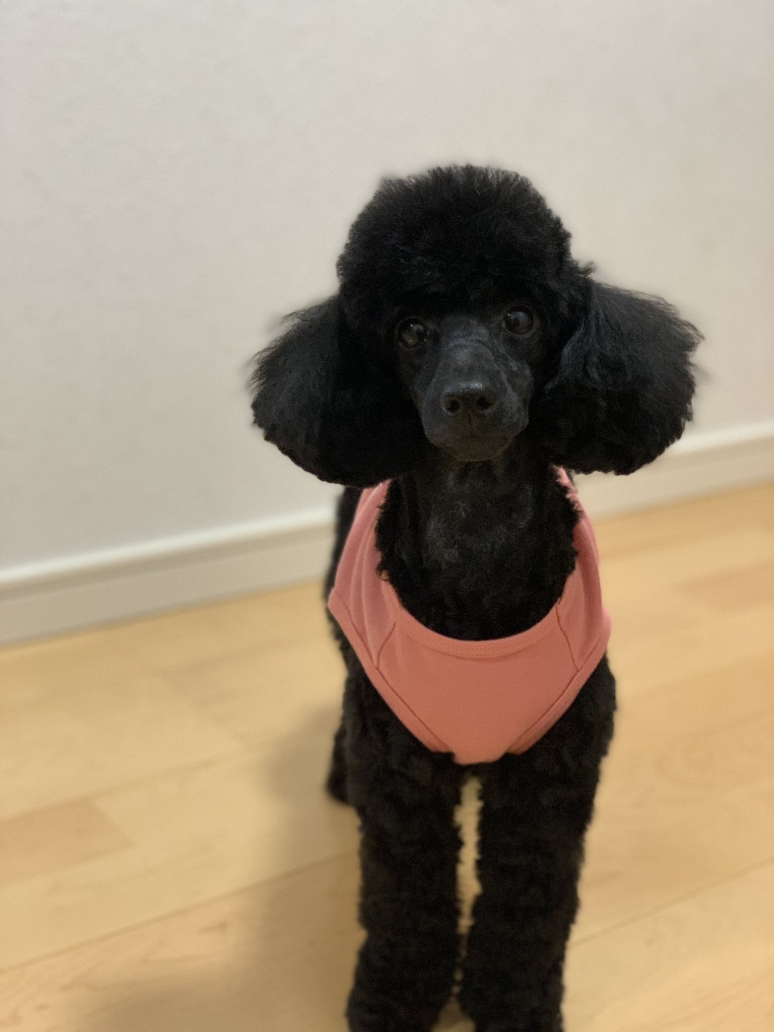 Marinchan03 パパに顔から全身トリミングしてもらいました バリカンで足裏までスッキリです マリンはマズルが長めなのでだいたい顔剃りにしてもらってます トイプードル お家カット 黒トイプー 犬好きさんと繋がりたい T Co Snpbrzxpwn