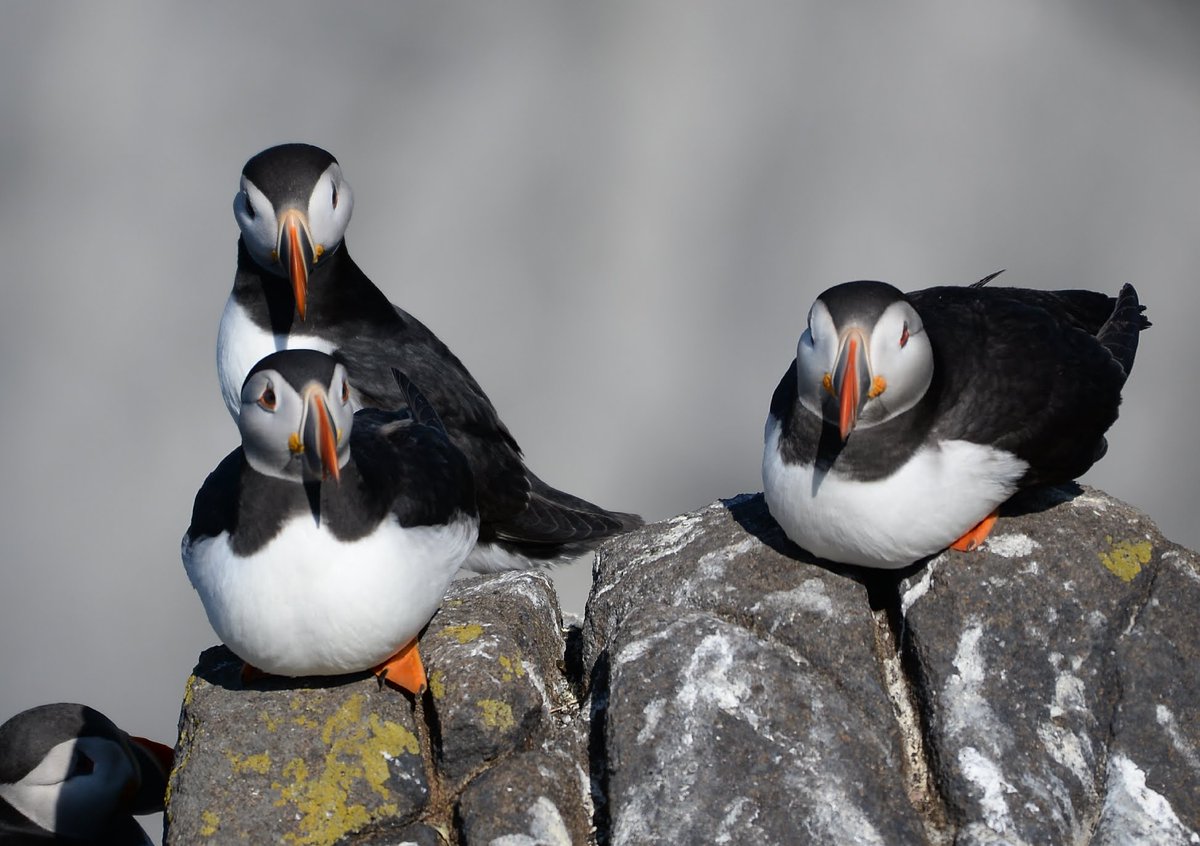 @nature_scot posing Puffins on Isle of May.
#isleofmay 
#scottishseabirds
#Scottishwildlife
#seabirds 
#puffins