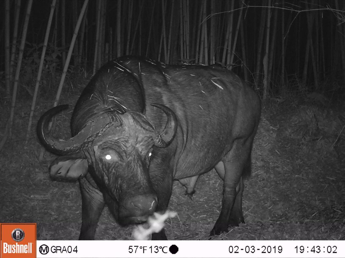 tusk_org's tweet photo. The @RhinoArk team encounter some incredible #WildViews on their camera trapping projects. Make sure these views can be seen for years to come and support all those who protect wildlife across Africa. Join the Wildlife Ranger Challenge: https://t.co/4P7Z6slqGX
#forwildliferangers https://t.co/kxH3rP7YVR