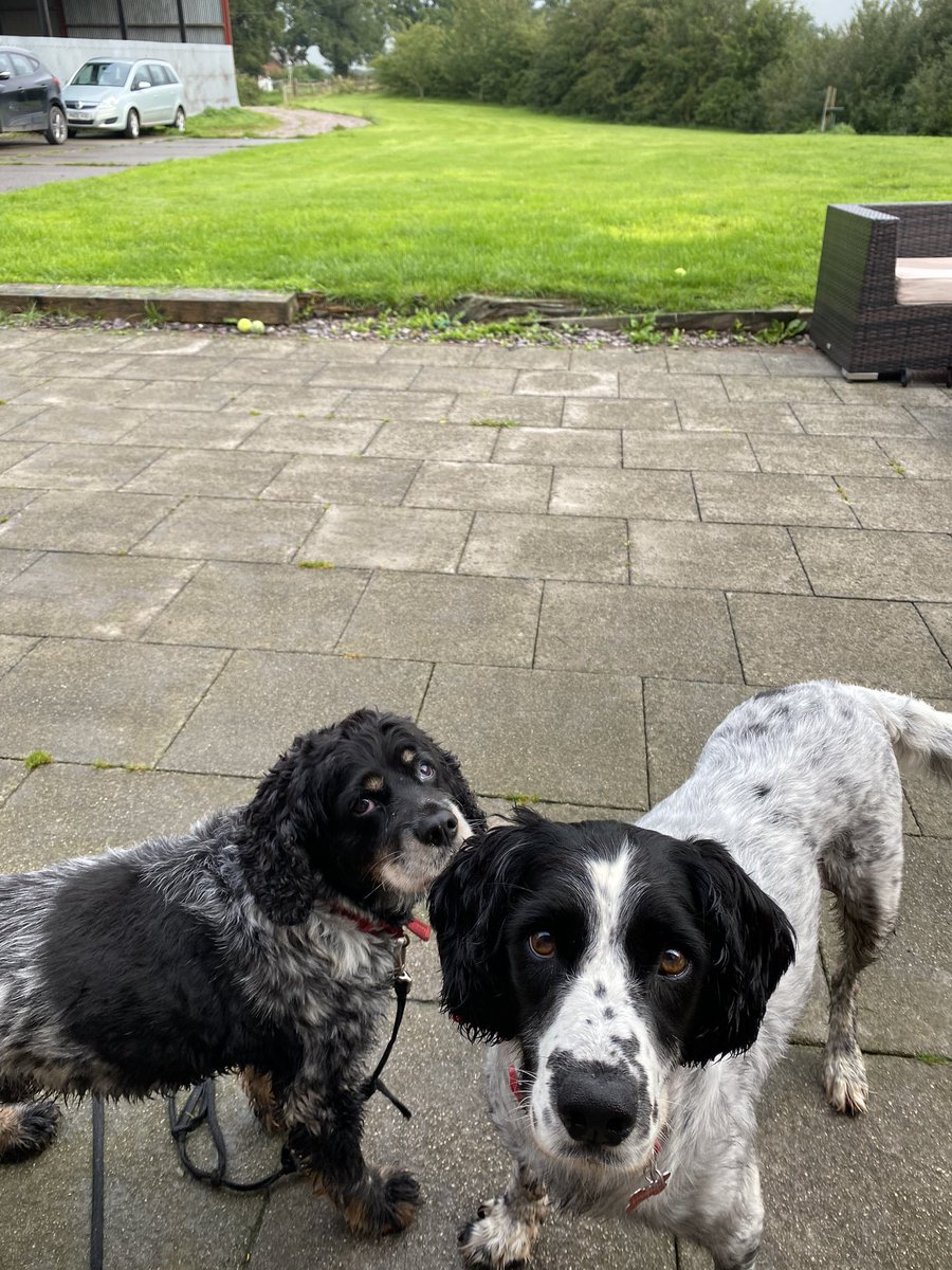 CancerDoggy's tweet photo. Even though me and my bro have a massive garden we like to sit right by the door when our hoomans are inside! Erm and note.... NO CONE!! #conefree #dogsoftwitter #dogtwitter #dogs #cute https://t.co/1E24InAw43