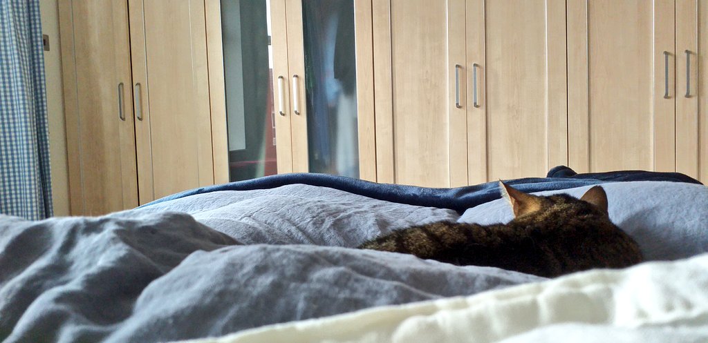 pixiepippi's tweet photo. Emmy enjoying my new linen bedding. #secretlinenstore https://t.co/s5QZGbA9s6