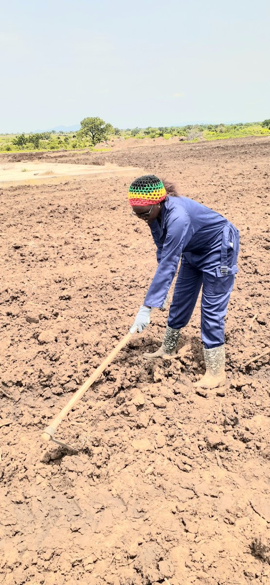 emmanuellodom's tweet photo. This is Abuk Chol, 32-year old, single mother of one. Abuk graduated in 2018 from UoJ (agriculture). she is now a farmer in Luri, outskirts of Juba.

'What a man can do, a woman can do better'!

https://t.co/ZcYnI9ojpA https://t.co/OPt6Egcmyx