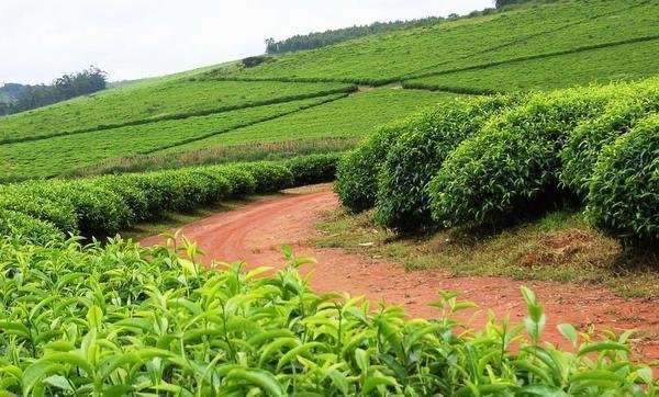 The Mambilla Plateau It's a plateau in Taraba State of Nigeria. The plateau is Nigeria's northern continuation of the Bamenda Highlands of Cameroon. The Mambilla Plateau has an average elevation of about 1,600 metres above sea level, making it the highest plateau in Nigeria