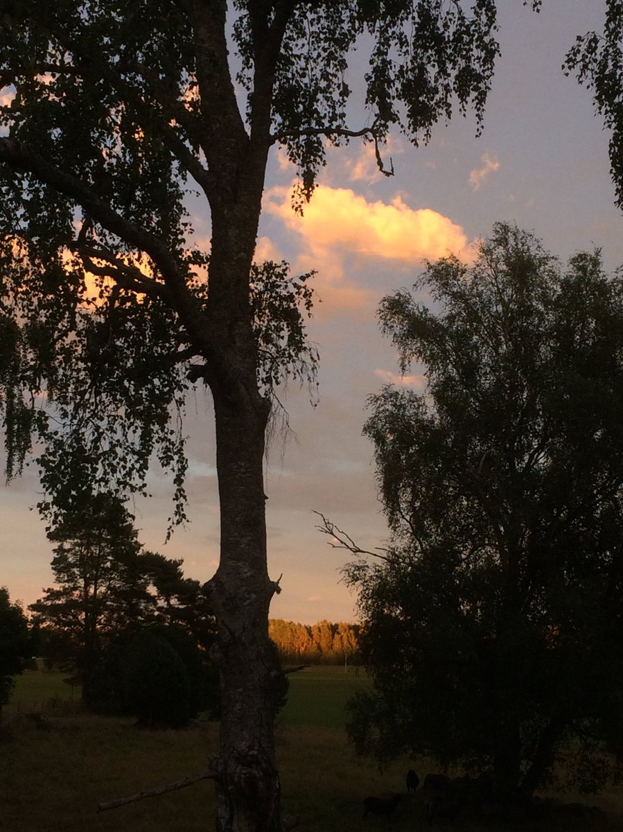 EvaMariaHall's tweet photo. Den råa svalkan
Skjulets, skeppets,
stiltjens

Men träden
Höstens, barkens, kattens 
mörka ljus

#EvaRunefelt dikt
#Lyrikfredag https://t.co/ZYe4gNa1QZ