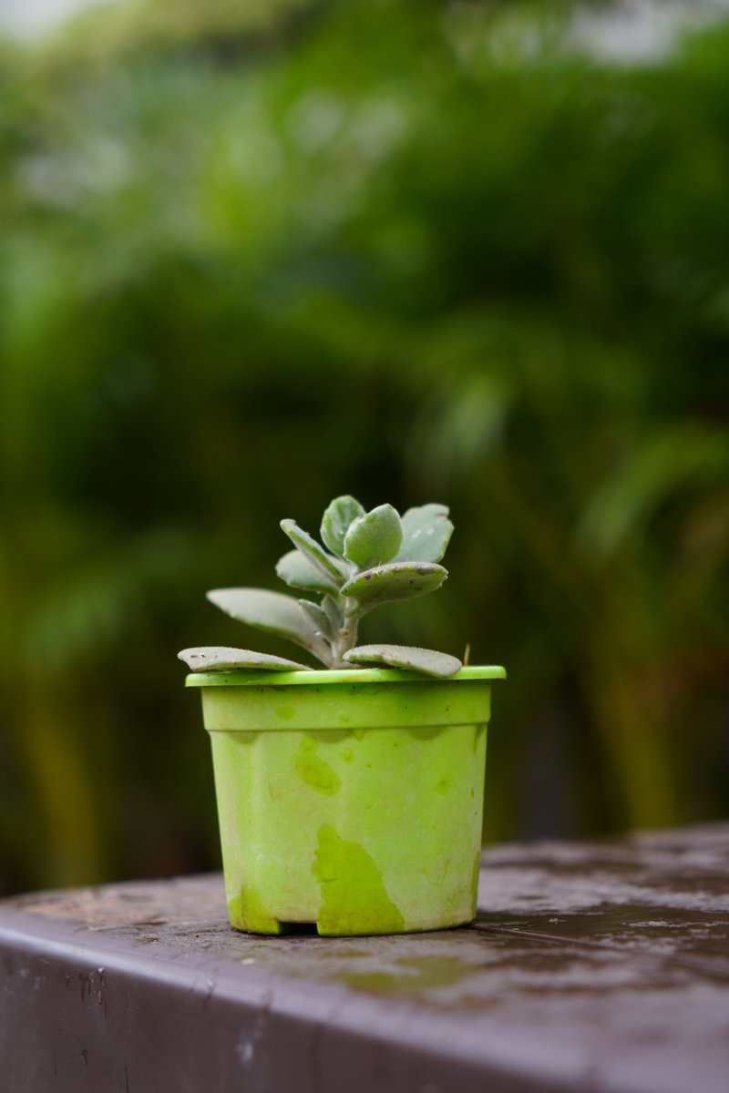 O2Nursery's tweet photo. Visit @O2Nursery to check out the whole collection.
To know more about us,
π Chd-Ambala Road, Under Zirakpur Flyover, Zirakpur or
π 87601-00027
#O2Nursery #IndoorPlants #Gardening #Botanical #PlantsCare #naturelovers #terracegarden #Rareplants #Uniqueplants #Bonsai #Zirakpur https://t.co/eqb7iZCoXL