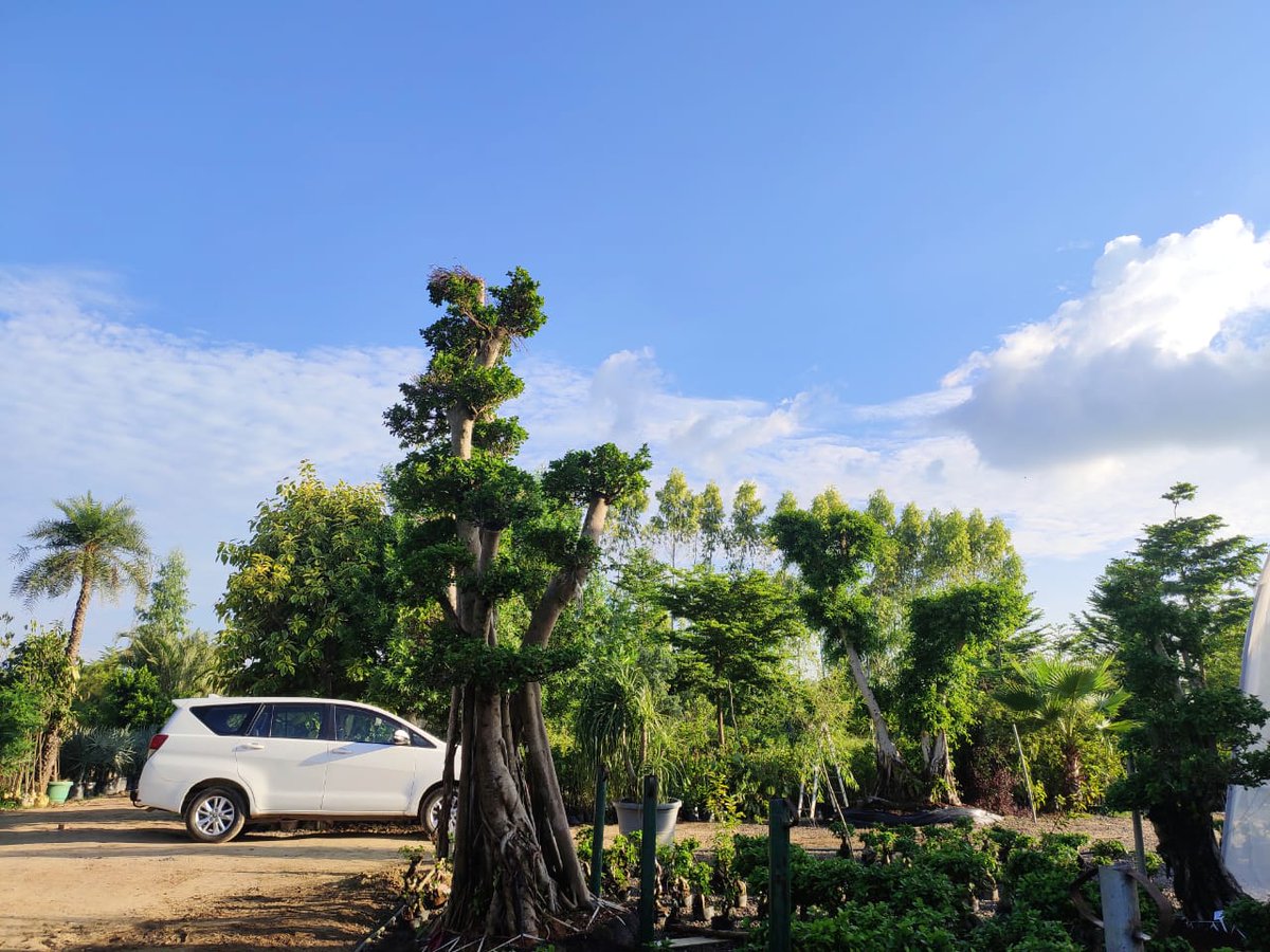 O2Nursery's tweet photo. Visit @O2Nursery to check out the whole collection.
To know more about us,
π Chd-Ambala Road, Under Zirakpur Flyover, Zirakpur or
π 87601-00027
#O2Nursery #IndoorPlants #Gardening #Botanical #PlantsCare #naturelovers #terracegarden #Rareplants #Uniqueplants #Bonsai #Zirakpur https://t.co/eqb7iZCoXL