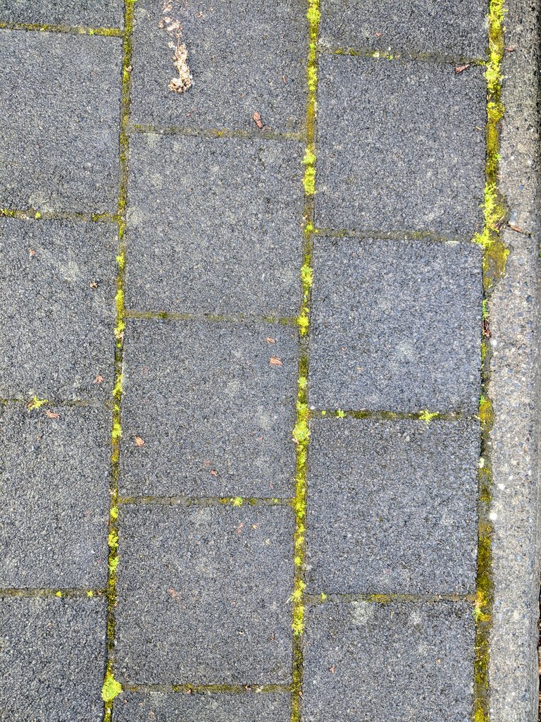 Náttúra Reykjavíkur (@natturarvk) on Twitter photo 