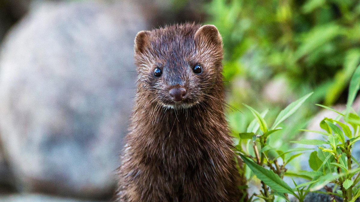 🙌 Big day for animals! Dutch gov confirms to bring forward the closure of mink #furfarms in the Netherlands from 2024 to next March ‼️ This decision will save nearly 5 million animals annually from a miserable life in a battery cage and gruesome death by gassing. #MakeFurHistory