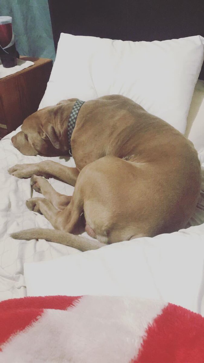 BobbieJakubisin's tweet image. My handsome boy is home!! I can rest easy 😌💛💙!!! #AmStaff #ScaredOfThunder