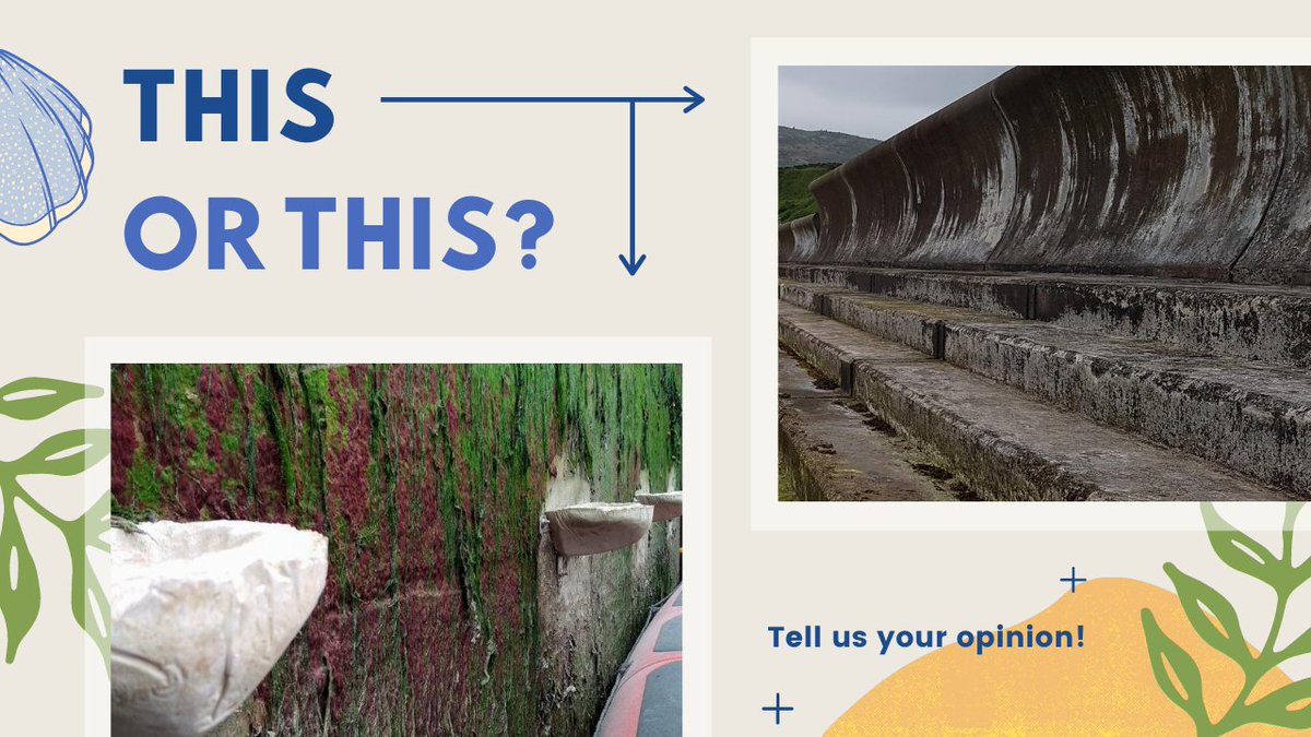 Happy Friday! Can you spare 10 minutes? We need a few more responses for our survey on creating space for native wildlife on grey concrete coastal structures. Tell us what you think of our ecological engineering experiments! 🙏

🌊🌱📥  bit.ly/ecostructure