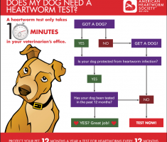 WilkinsonVets's tweet photo. What you need to know about Heartworms https://t.co/uAqvC79L6P https://t.co/MpUyyFfwY8