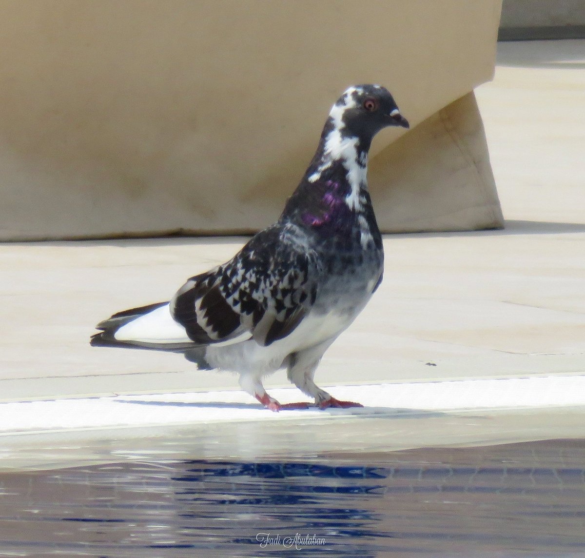 Pigeon near the pool 📷🕊🌍

#animalshots #birdlife #birdlove #animalshots #birds_of_instagram #birds_n_branches #birdlover #birdwatch #birdwhisperer #birdwatching #ig_birds #loves_birds #bird_watchers_daily #photography #animalshots @NatGeo @natgeophotos_