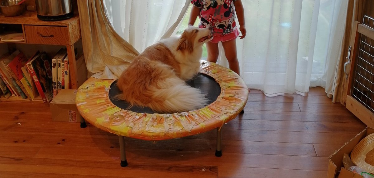 あゆのこ 犬アカウント Ayunoko2525dog Twitter あゆのこ 犬アカウント Ayunoko2525dog Twitter