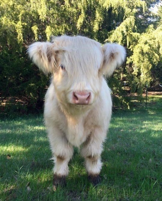 Sierra Deaton as cute cows a thread (for Sarah)