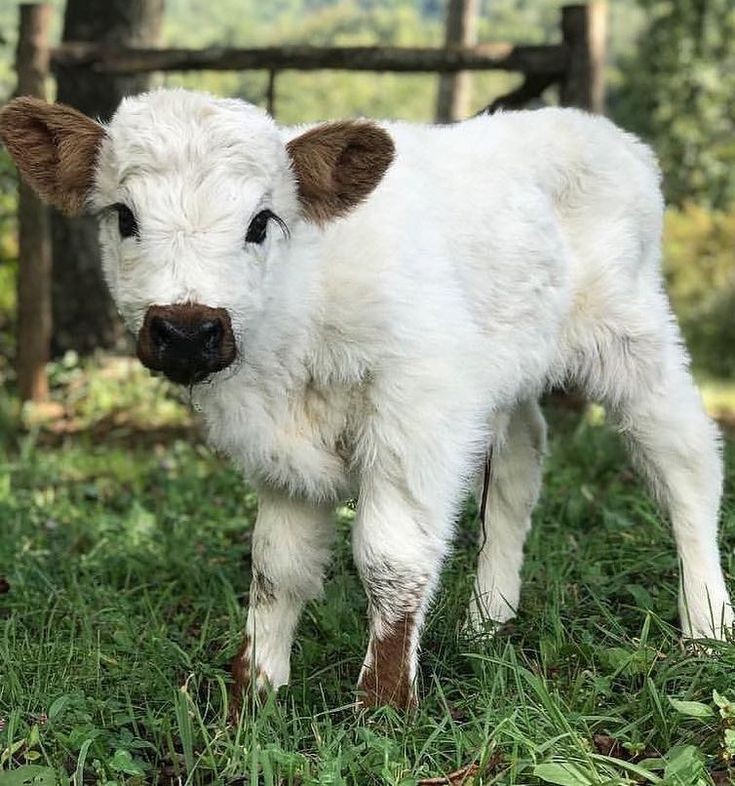 Sierra Deaton as cute cows a thread (for Sarah)