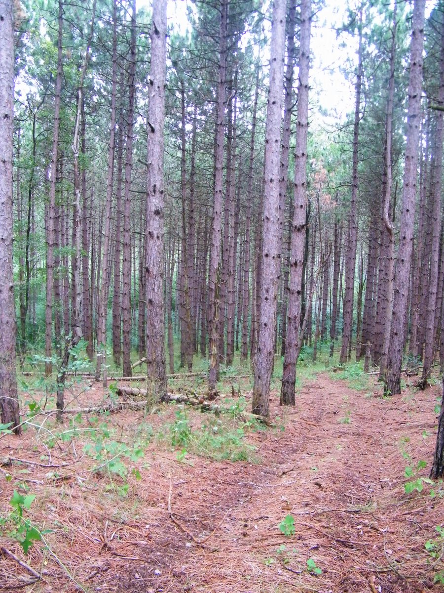  #GVRAT1000k day 119 ~thread~ The bushwhacking is a bit of deterrent to others, because you never finds signs of traffic on the trails. Further back there was also a beautiful younger reforestation. And also a small grove of larger white pines. My 1st time in there this year.