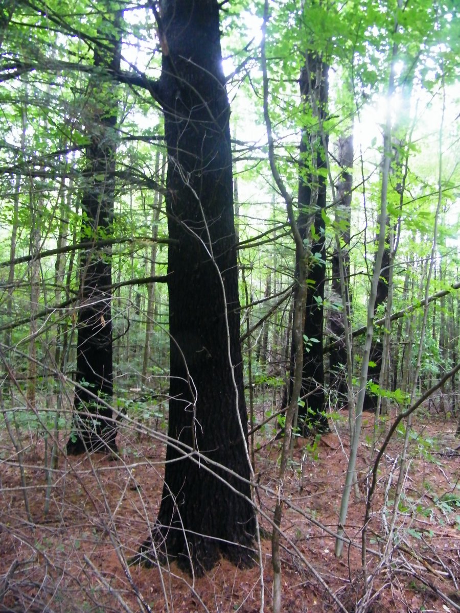  #GVRAT1000k day 119 ~thread~ The bushwhacking is a bit of deterrent to others, because you never finds signs of traffic on the trails. Further back there was also a beautiful younger reforestation. And also a small grove of larger white pines. My 1st time in there this year.