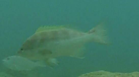 14Katie41's tweet image. I'm not sure what's upsetting me more: 

the fact that I can't remember what species this Caribbean (Tobago) reef fish is (please help!)

or 

the realisation that I don't actually have my own copy of a Caribbean reef fish ID guide 😱

#FishID #CoralReefs
