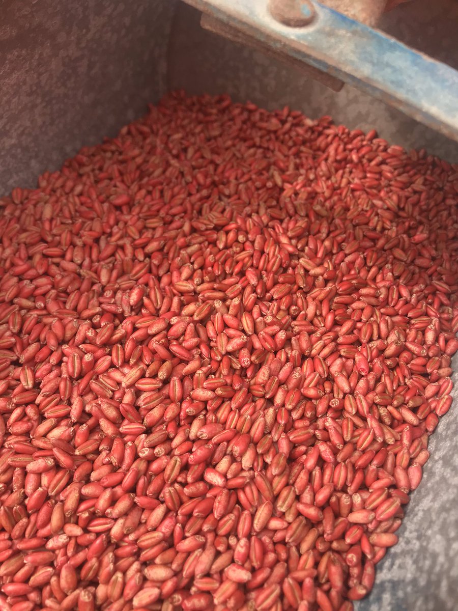 Blair K. Scott (@crop_service) on Twitter photo In 2019 we launched a seed cleaning service for farm saved wheat seed. We are now full production and can clean and treat wheat seed to a professional standard. Contact us about your requirements if interested. Pickup and delivery available. <a href="/sprucedaleag/">Sprucedale Agromart Ltd.</a> In 2019 we launched a seed cleaning service for farm saved wheat seed. We are now full production and can clean and treat wheat seed to a professional standard. Contact us about your requirements if interested. Pickup and delivery available. <a href="/sprucedaleag/">Sprucedale Agromart Ltd.</a>