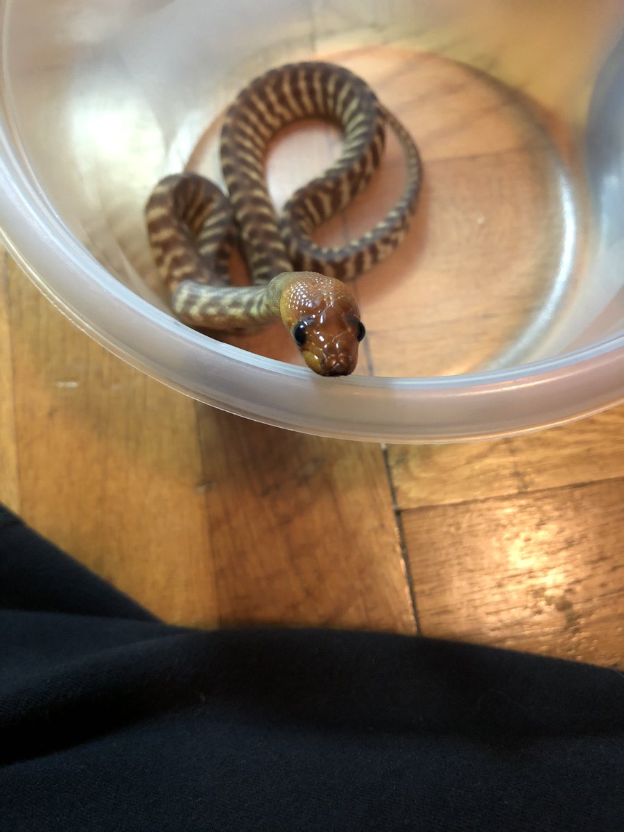 Xarallei's tweet image. Here are some baby Tora pictures for the day.  #womapython