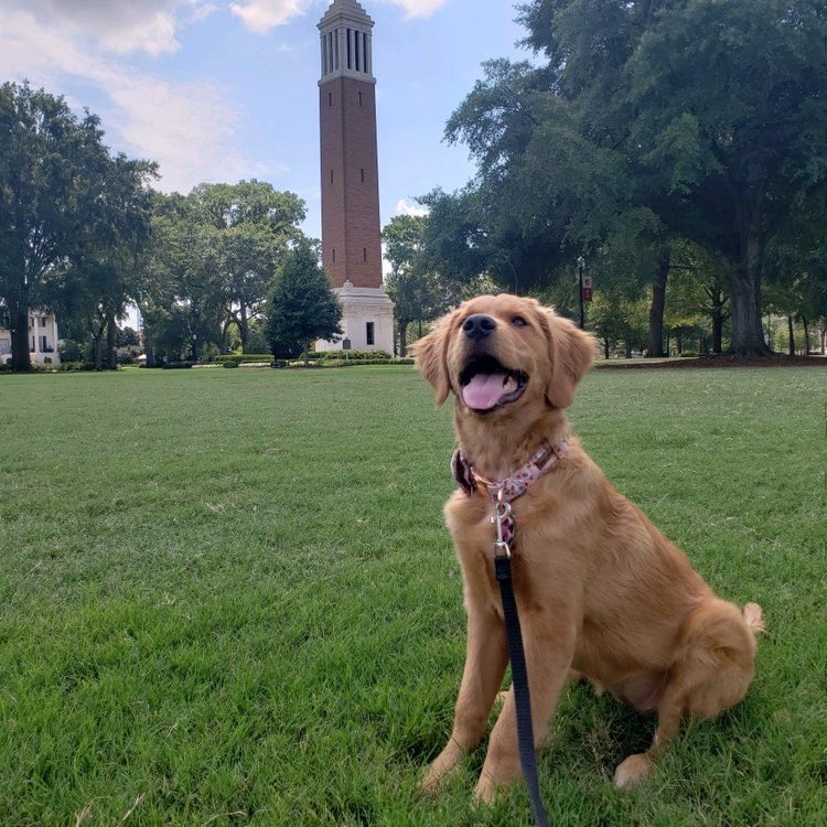 BarstoolAlabama's tweet photo. Goodboy Friday 😁 https://t.co/EG5hBpGhNf