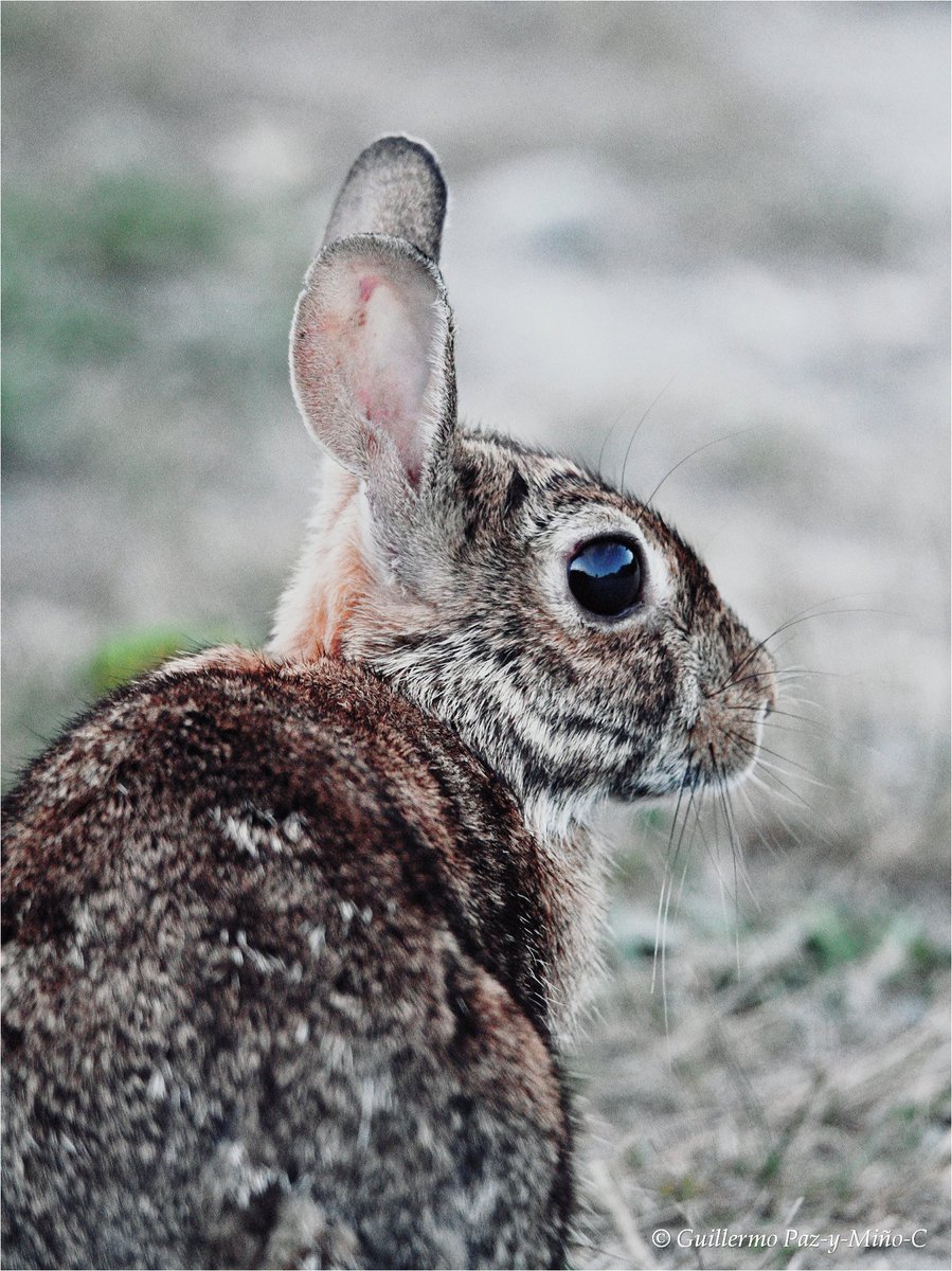 gpazymino's tweet photo. Eastern cottontail... #biodiversity #mammals #Sylvilagus https://t.co/8BvnGSjtuh