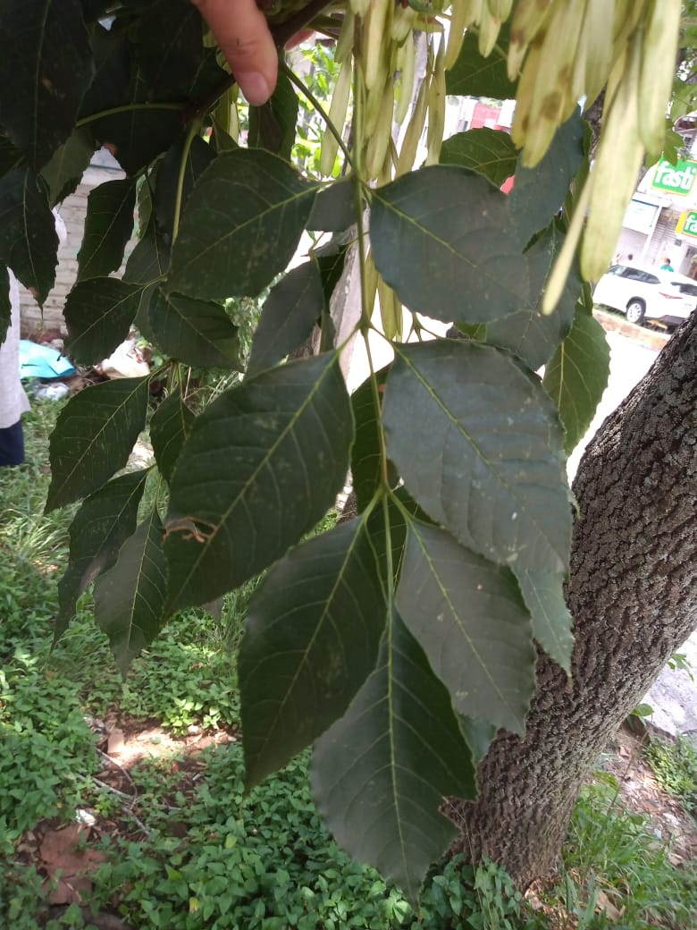 DMAS_Xalapa's tweet photo. El Fresno es el #ÁrbolDeLaSemana🌳 | Estos ejemplares llegan a medir de 15 hasta 20 m de altura y son muy utilizados para reforestar zonas urbanas; es una especie nativa de México 🇲🇽.
En #Xalapa podemos encontrarlo en sus camellones, banquetas y parques.
#DMAS
#SRNyCC
#DByCC https://t.co/kGtC7WImnU
