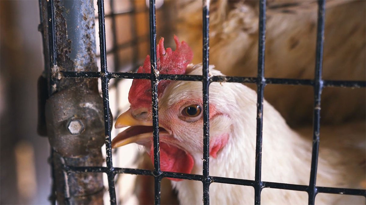 Image by Unparalleled Suffering: "Disregarded" is a scorching new 3-minute video about the plight of chickens.