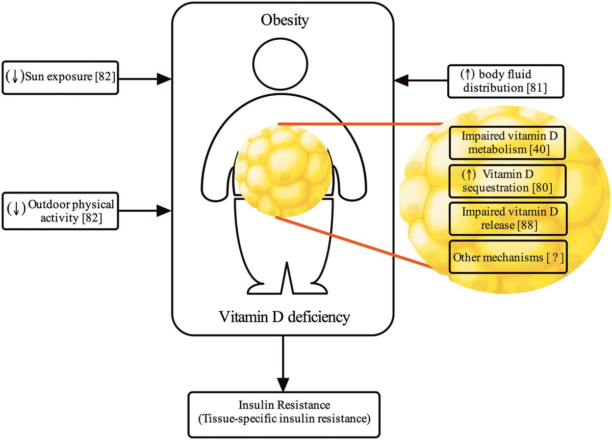 Vitamin D is indispensable. The vitamin has major health benefits, including improved immunity and stronger bones. There is also mounting evidence that it could help lose WEIGHT. In turn, losing weight increases  #VitaminD level too. Thread, explaining this relationship.