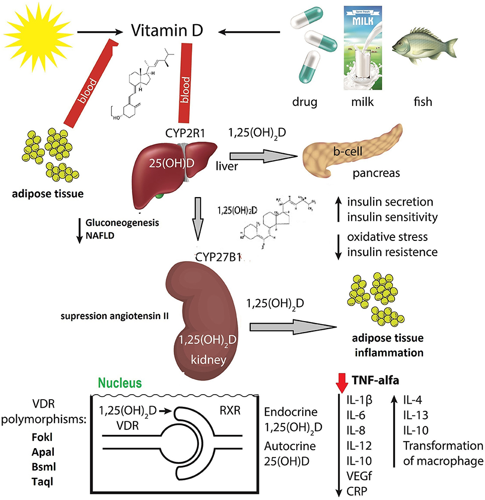 1. Higher BMI & body fat % are associated w/ lower blood levels of vitamin D.a. In 154 obese subs serum 1,25-Vit D was significantly lower https://pubmed.ncbi.nlm.nih.gov/15001609/ b. Authors conclude % body fat is inversely related to serum 25-OHD levels in healthy women https://pubmed.ncbi.nlm.nih.gov/12519845/ 