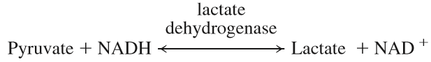 4/Next let's review lactate production.Lactate is formed from pyruvate (a product of glycolysis), as catalyzed by lactate dehydrogenase.This occurs w/ either pyruvate over-production or impairment of cellular metabolism. https://pubmed.ncbi.nlm.nih.gov/22613097/ 