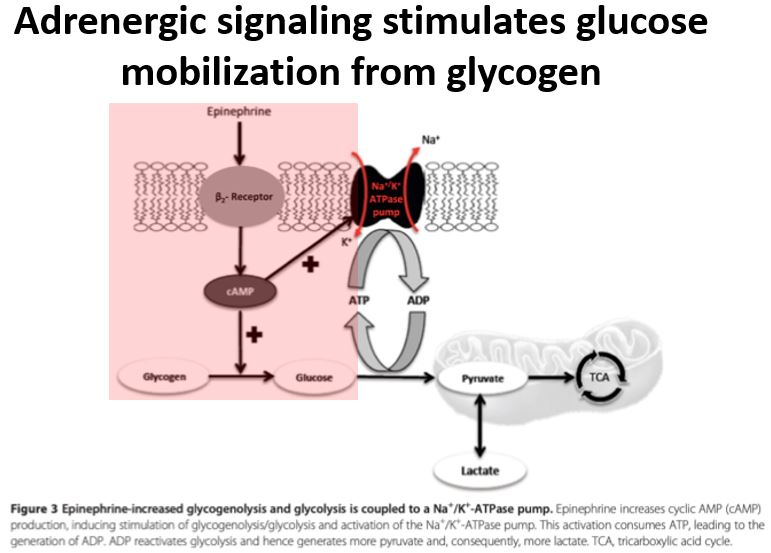 5/Adrenergic signaling is one source of increased pyruvate production.Catecholamines, such as epinephrine, signal through β₂ receptors in tissues like muscle and liver. This induces glycogen mobilization to glucose. https://pubmed.ncbi.nlm.nih.gov/25394679/ 