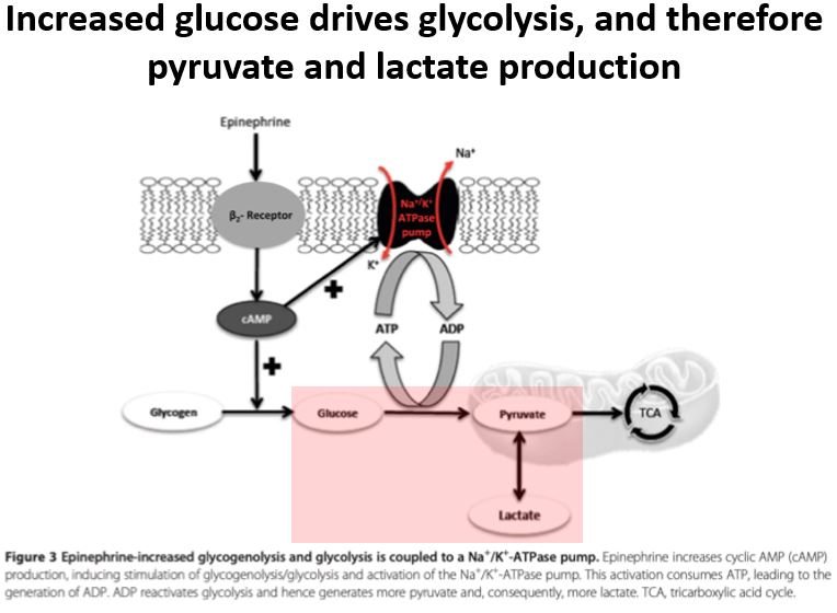 6/β₂ signalling thus increases intracellular glucose, fueling glycolysis.More glycolysis means  pyruvate production. Some of that pyruvate goes into the Krebs (aka TCA) cycle after conversion by pyruvate dehydrogenase.The rest becomes lactate. https://pubmed.ncbi.nlm.nih.gov/25394679/ 