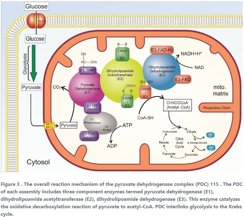 8/Recall from tweet #6 that pyruvate dehydrogenase allows pyruvate to enter the Krebs/TCA cycle (by converting it to acetyl-CoA). As we learned, any pyruvate that enters the Krebs cycle won't become lactate.  http://www.bmrat.org/index.php/BMRAT/article/view/591