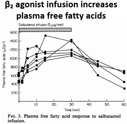 10/Amazingly, β₂ agonists increase plasma free fatty acid levels (via lipolysis).Sofree fatty acids from albuterol inhibit pyruvate dehydrogenase, increasing pyruvate availability in cells.This excess pyruvate is then converted to lactate. https://www.ncbi.nlm.nih.gov/pmc/articles/PMC2495720/