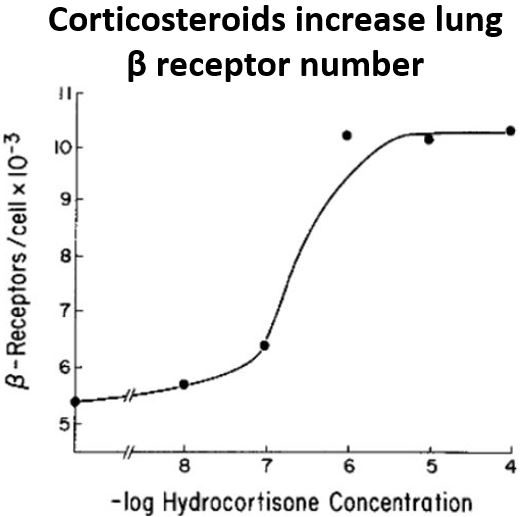 12/Steroids actually potentiate the effects of β₂ agonists in various tissues, including lung, by  the number of β receptors. Thus they may make albuterol both more effective as a bronchodilator and more likely to induce lactic acidosis. https://pubmed.ncbi.nlm.nih.gov/6248064/ 